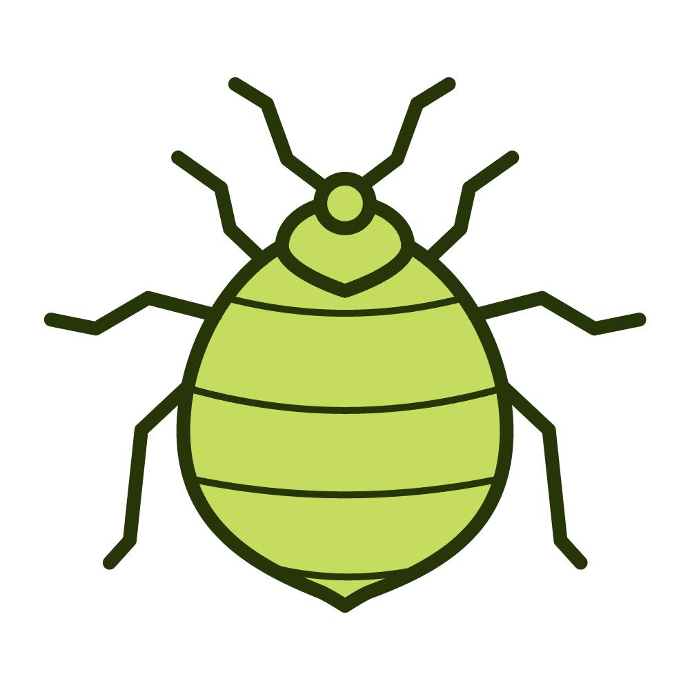 Bedbug Bed bugs