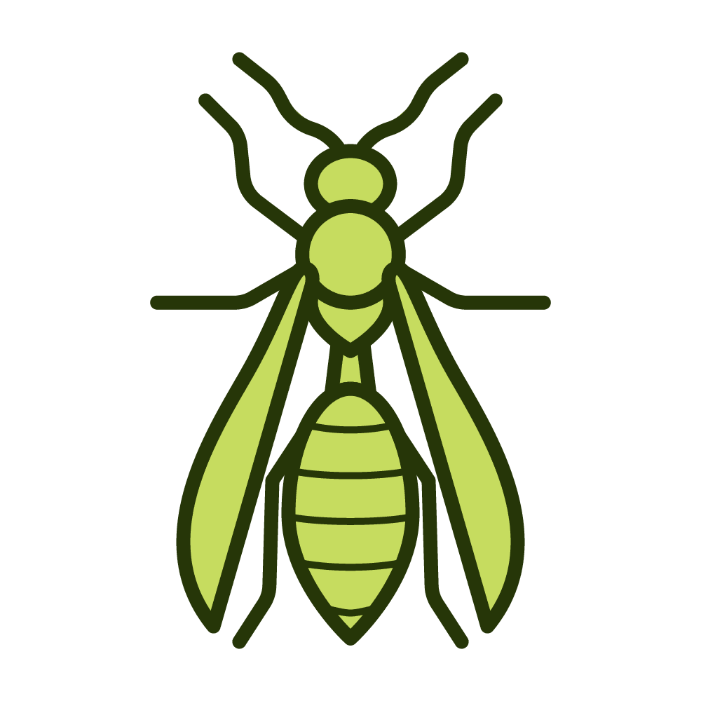Wasp stinging insects