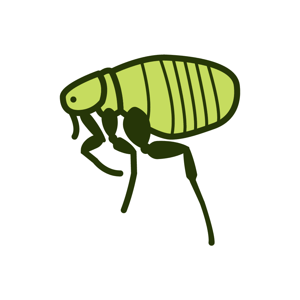 Flea Flea